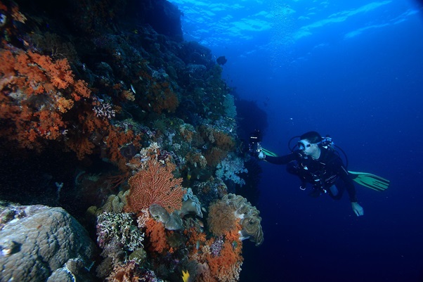 Wakatobi: The Best Dive Resort in Indonesia