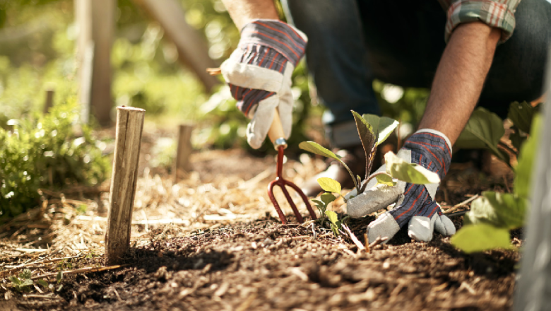 Outdoor Gardening in the Pandemic: Ways to Plant and Grow New Trees and Shrubs