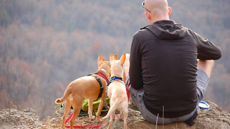 Pet Onboard: Outdoor Activities You and Your Furry Pal Can Enjoy