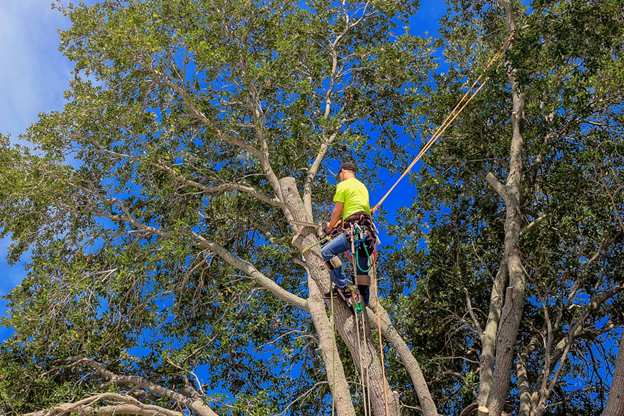 The Logging Industry: How Technology Is Changing Tree Felling