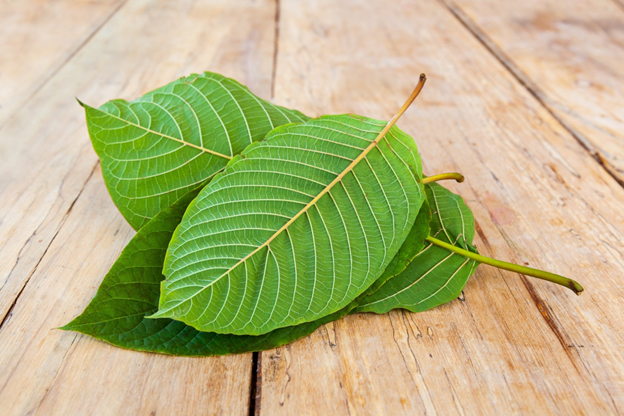 How to Choose a Kratom Vendor: The Complete Guide for New Users