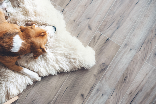 Hardwood vs Carpet Floors: The Differences Explained