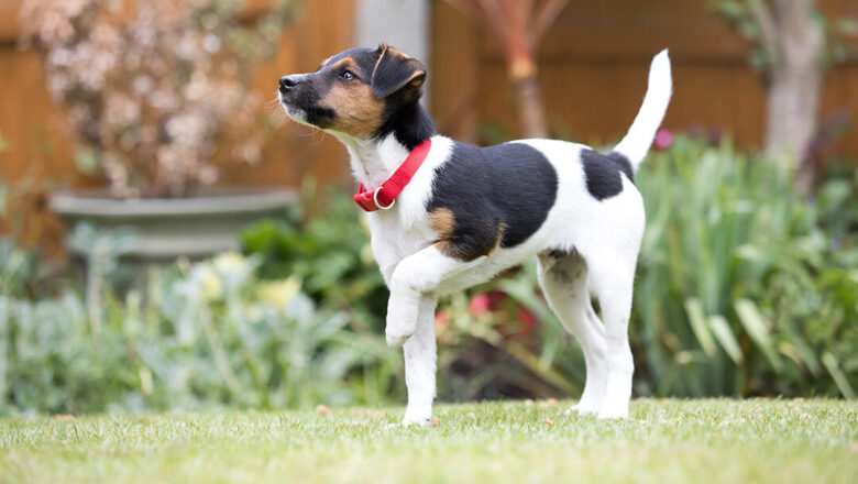 10 Tips for House Training A Puppy