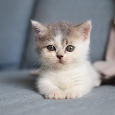 An ultimate guide to caring for your cats and kittens