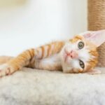 12 Cat-Friendly Fitness Trends Owners Should Consider