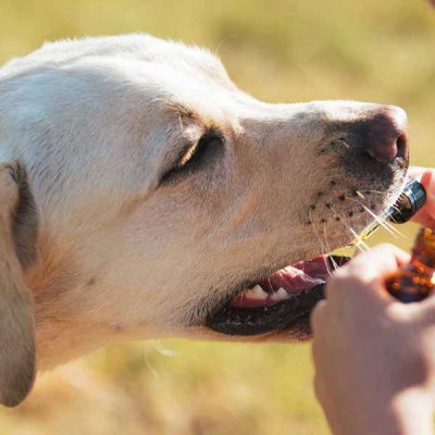 How to Introduce CBD Dog Treats into Your Pup’s Daily Routine