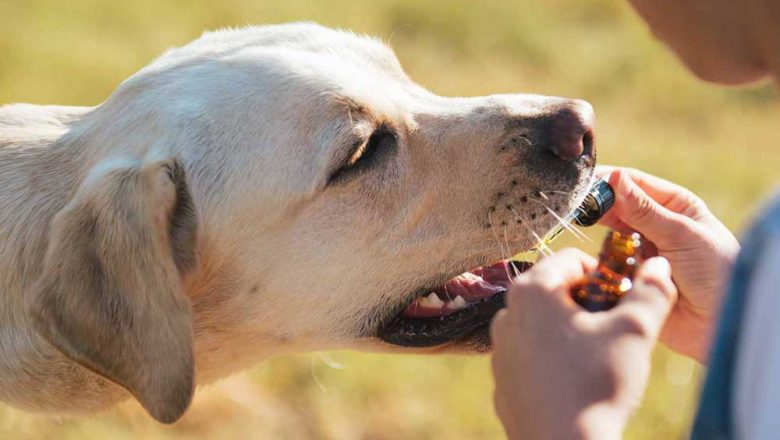 How to Introduce CBD Dog Treats into Your Pup’s Daily Routine