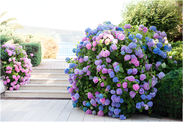 A Guide to Gorgeous Garden Hydrangeas