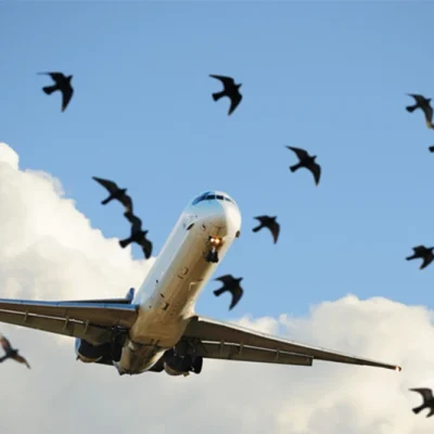 Managing Bird Problems Before They Take Flight