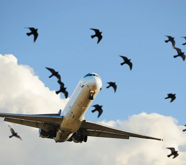 Managing Bird Problems Before They Take Flight